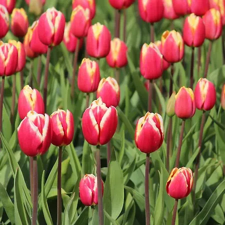 阿罗萨酒店 酒店 2*