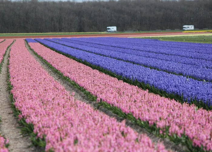 阿罗萨酒店 2* 赞德沃特