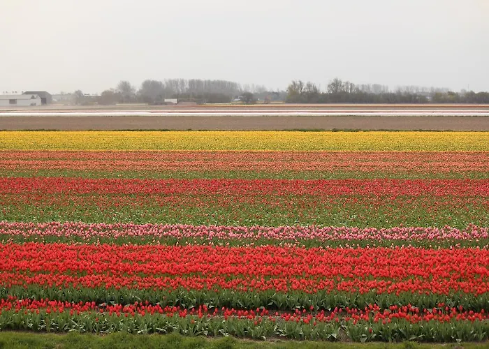 阿罗萨酒店 2* 赞德沃特